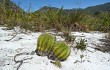 Anteprima di Lagenosocereus luetzelburgii