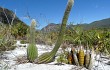 Vista previa de Lagenosocereus luetzelburgii