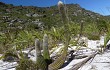 Anteprima di Lagenosocereus luetzelburgii