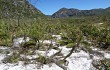 Vista previa de Lagenosocereus luetzelburgii