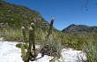 Anteprima di Lagenosocereus luetzelburgii