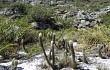 Preview photo Lagenosocereus luetzelburgii