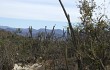 Preview photo Echinopsis parviflora