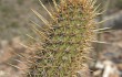 Preview photo Echinopsis parviflora