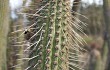 Preview photo Echinopsis parviflora