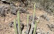 Vista previa de Echinopsis parviflora