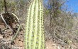 Preview photo Echinopsis parviflora