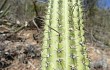 Anteprima di Echinopsis parviflora