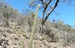 Anteprima di Echinopsis parviflora