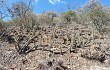 Anteprima di Echinopsis parviflora