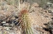 Vista previa de Echinopsis parviflora