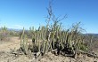 Anteprima di Echinopsis parviflora