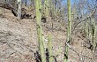 Anteprima di Echinopsis parviflora