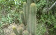 Preview photo Echinopsis parviflora