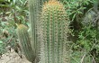 Anteprima di Echinopsis parviflora