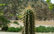 Preview photo Echinopsis parviflora