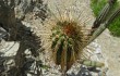 Vista previa de Echinopsis parviflora