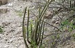 Preview photo Echinopsis parviflora