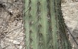 Anteprima di Echinopsis parviflora