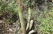 Anteprima di Echinopsis parviflora