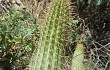 Anteprima di Echinopsis parviflora