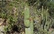 Vista previa de Echinopsis parviflora