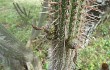 Anteprima di Echinopsis parviflora