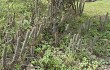 Preview photo Echinopsis parviflora