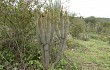 Anteprima di Echinopsis parviflora