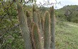 Anteprima di Echinopsis parviflora