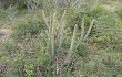 Anteprima di Echinopsis parviflora
