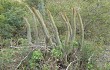 Anteprima di Echinopsis parviflora