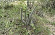 Preview photo Echinopsis parviflora