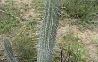 Vista previa de Echinopsis parviflora