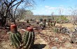 Preview photo Melocactus levitestatus