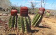 Vista previa de Melocactus levitestatus