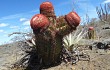 Anteprima di Melocactus levitestatus