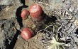 Preview photo Melocactus levitestatus