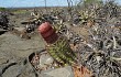 Vista previa de Melocactus levitestatus
