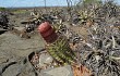 Vista previa de Melocactus levitestatus