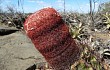 Preview photo Melocactus levitestatus