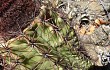 Preview photo Melocactus levitestatus