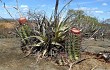 Vista previa de Melocactus levitestatus