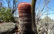 Preview photo Melocactus levitestatus