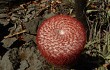 Vista previa de Melocactus levitestatus