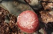 Preview photo Melocactus levitestatus