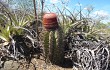 Preview photo Melocactus levitestatus