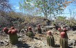 Vista previa de Melocactus levitestatus