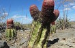 Preview photo Melocactus levitestatus