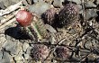 Preview photo Melocactus levitestatus